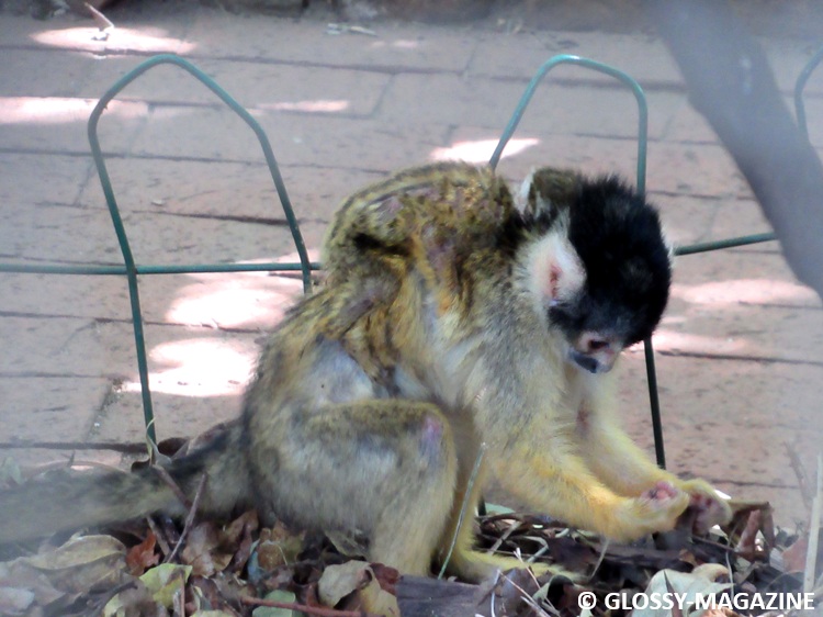 Common Squirrel Monkey