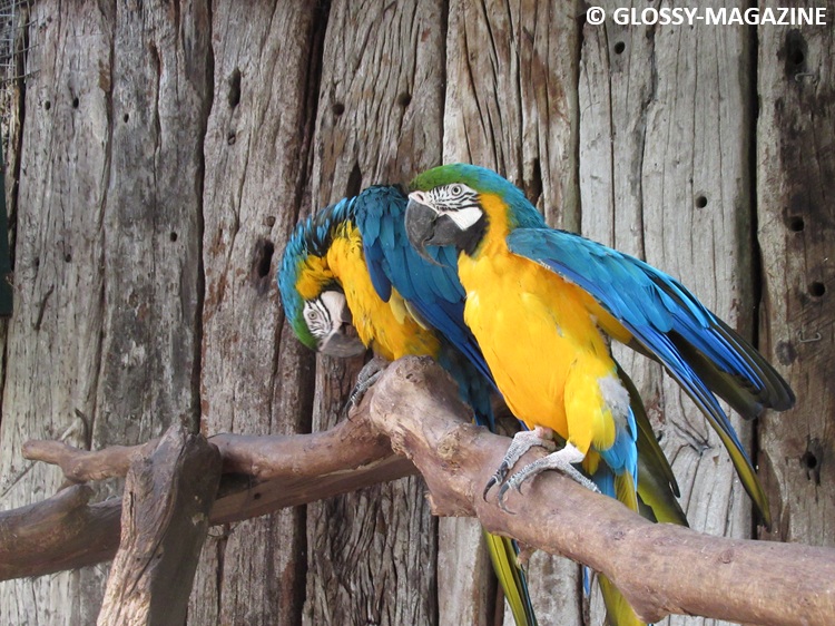 Macaws