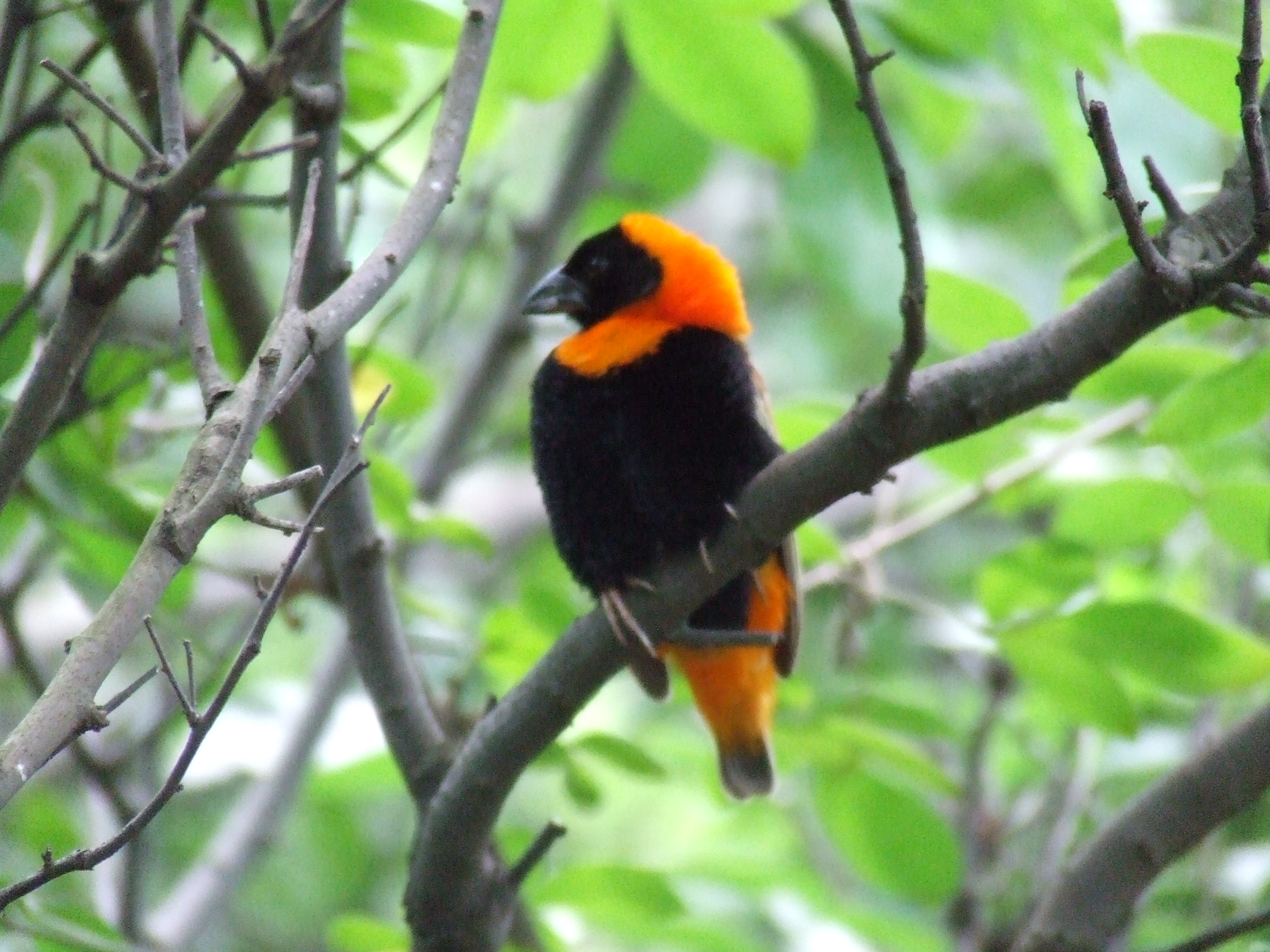 Red Bishop